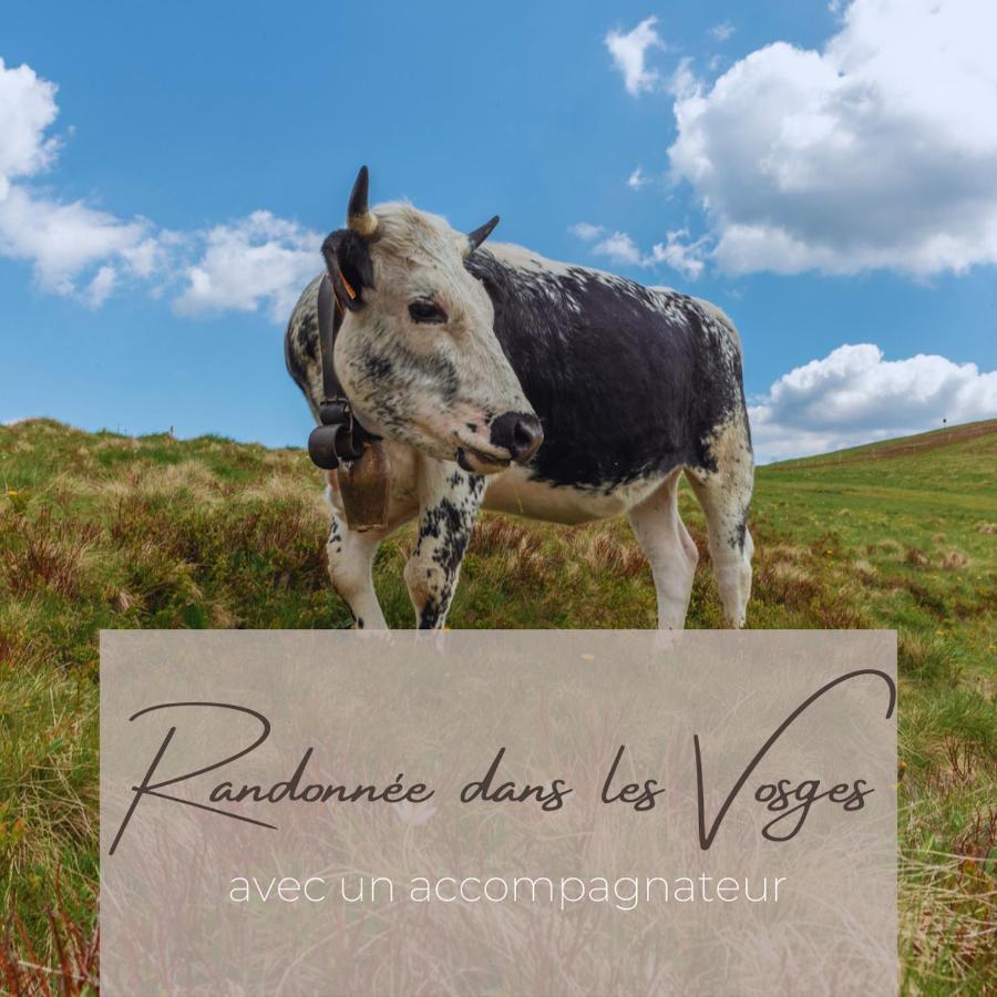 Appartement Le Cerf Kaysersberg-Vignoble Exteriör bild